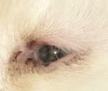 길고양이 오른쪽눈 짓무름,딱지 앉음의 0번 째 이미지