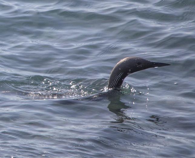 우리나라 국내에 아비도래지는 왜 거제도에 집중되어 있나요?의 3번 째 이미지