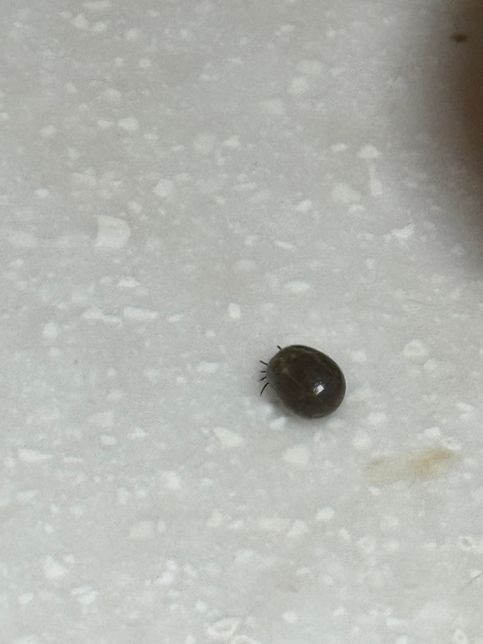 이거 진드기인가요 벌레인가요?...의 1번 째 이미지