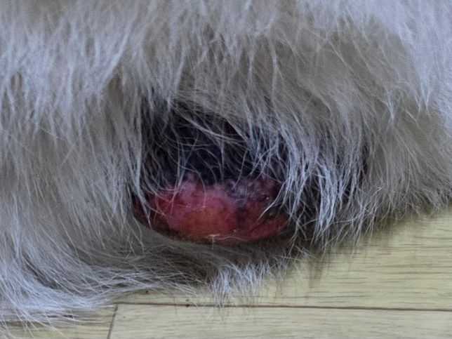 강아지 고환이 빨간데 어떻게 하죠ㅠㅠ의 0번 째 이미지