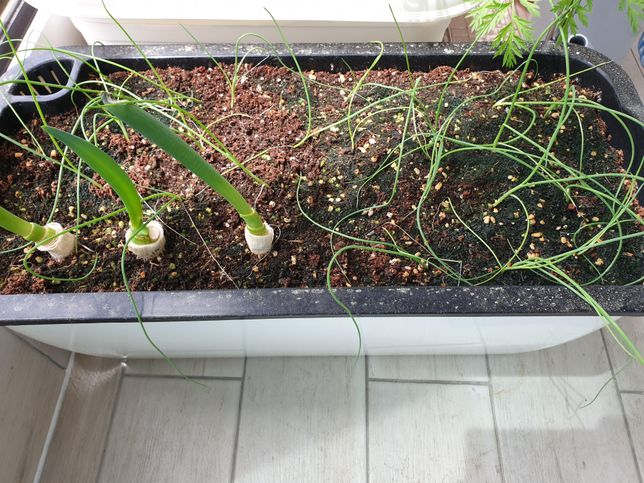 파씨를 심었는데 너무 얇고 힘없이 자라요. 왜 이런걸까요?의 0번 째 이미지