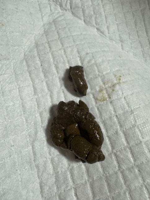 강아지 똥상태가 너무 묽은것 같아서요의 0번 째 이미지