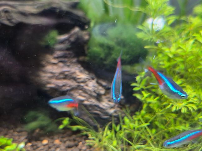 네온 테트라 외관 상태가 좀이상한데 질병인가요 외상인가요?의 2번 째 이미지