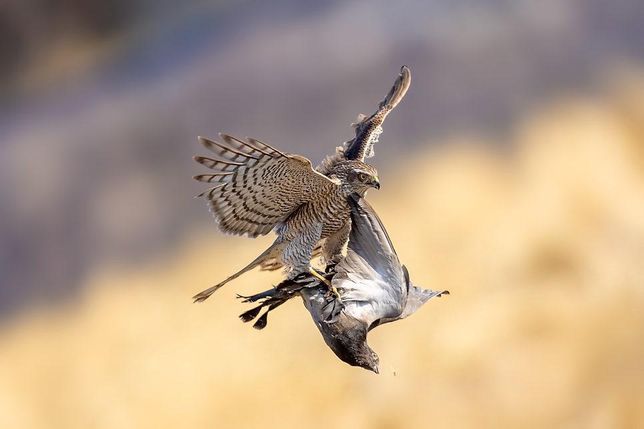 벌매가 여름에 바람을 타고 바닷가 통해서 우리나라 숲을 찾다가 중간에 비둘기를 발견하면 낚아챌까요?의 0번 째 이미지