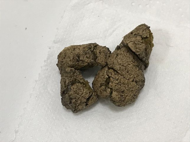 강아지가 변을 2-3일째 계속 이상하게 누는데 항상 이렇게 누는건 아니고 하루 5번 중에 1번은 꼭 이렇게 싼지 2-3일째이고 갈수록 점점 심해지는데 이유를 모르겠습니다의 0번 째 이미지