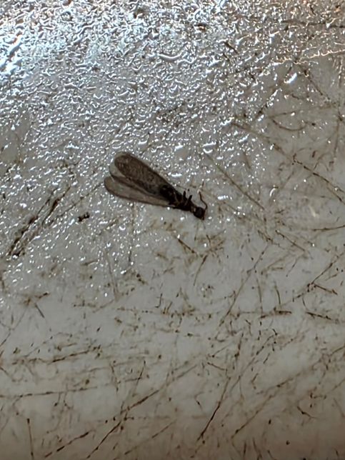 이게 갑자기 나오기 시작했는데 이게 뭔지 알수있을까요?의 0번 째 이미지