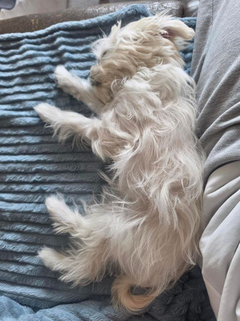 강아지 털이 많이 비어보여요 정상인가요?의 0번 째 이미지