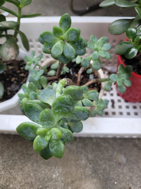 이 다육식물 이름이 뭔가요?????의 0번 째 이미지