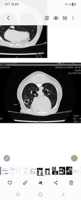 강아지 시티상 폐수포 괜찮은건가요?의 1번 째 이미지