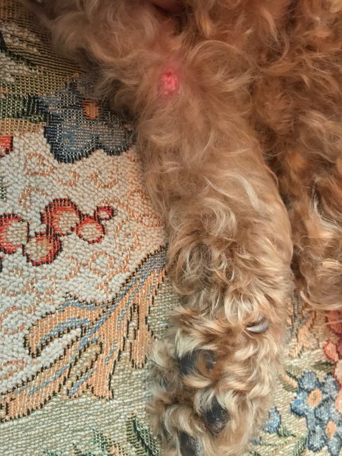 강아지 사마귀 수술 진행 하려합니다 부분 마취가 가능할까요?의 0번 째 이미지