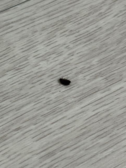 이거 바퀴벌레 맞을까요? 그냥 방가운데에서 나왔는데 움직임은 느려요의 0번 째 이미지