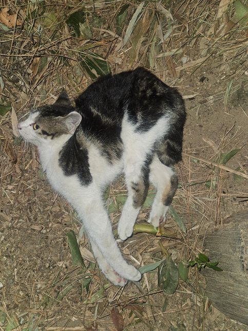 산책하다 고양이 봤는데 왜 이러는 걸까요?의 0번 째 이미지