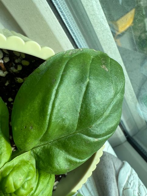 바질 잎에 상처가 났는데 원인이 뭔가요?의 2번 째 이미지