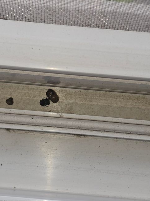 아파트 8층인데 창틀에 이런벌레사체가 있네요..의 0번 째 이미지