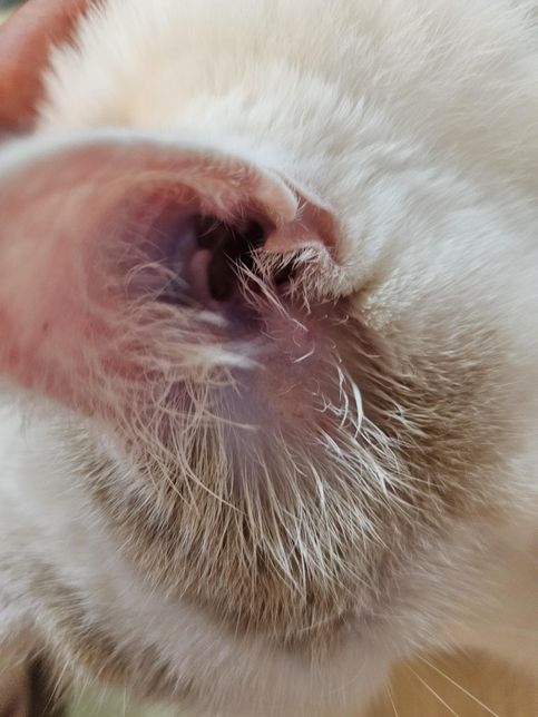 저희집 고양이 귀좀 봐주세요~왼쪽귀를 자꾸 간지러운지 자기손톱으로 긁어서 벌겋게 되었는데 왜그럴까요?의 1번 째 이미지
