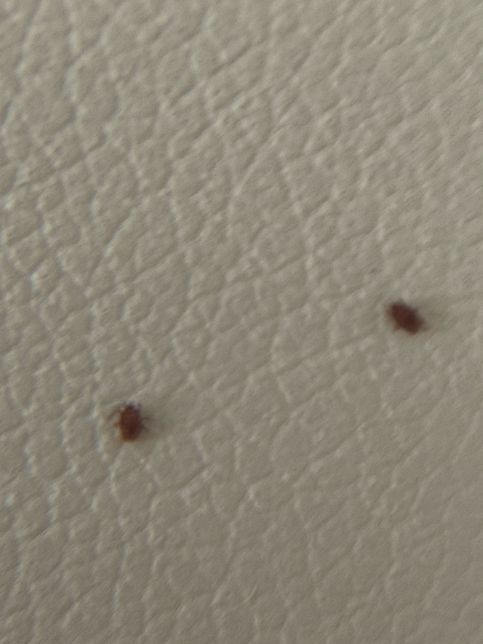 이거 무슨 벌레인가요? ㅠㅠㅠ너무 급해요 !!!의 2번 째 이미지