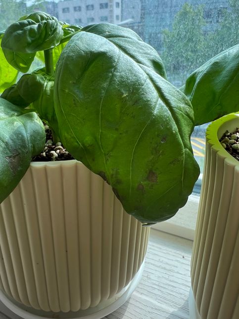 바질 잎에 상처가 났는데 원인이 뭔가요?의 1번 째 이미지