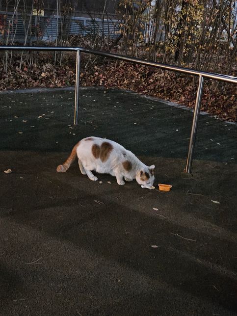 고양이 임신한걸까요 살찐껄까요??의 2번 째 이미지