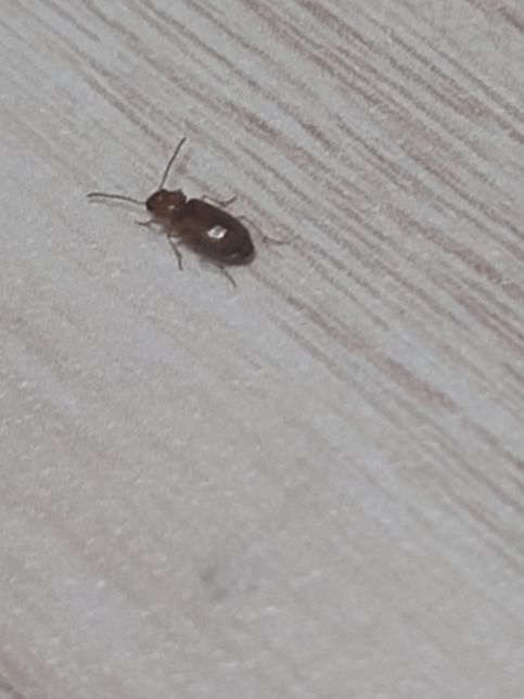 곤충잘알분들 이거 바퀴 유충인가요 먼지벌레인가요의 2번 째 이미지