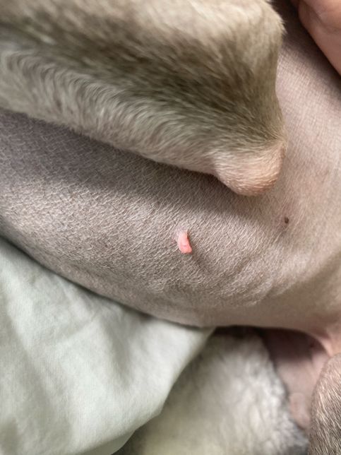 몆개월 전부터 강아지 배에 뭐가 났어요의 0번 째 이미지