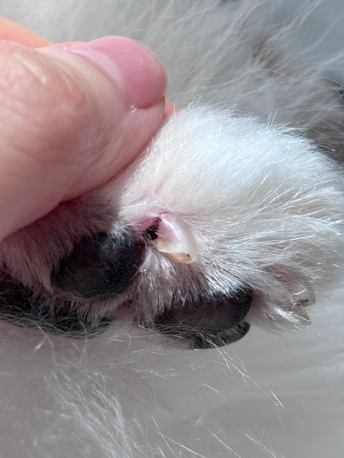 강아지 발톱 깨짐(금감) 피는 더 이상 안나는데 병원 안가도 괜찮을까요?의 0번 째 이미지