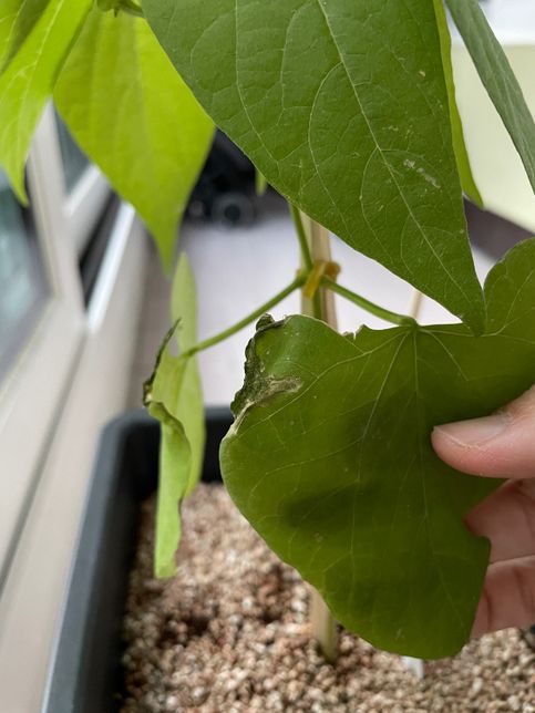 강낭콩을 키우고 있는데 잎이 마르기 시작했는데 이유가 뭘까요?의 0번 째 이미지