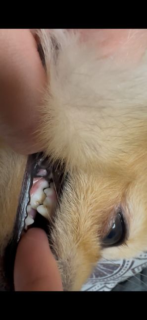 강아지 이빨 잇몸이 흔들려요 원래 그런가요 ?.̊̈의 2번 째 이미지