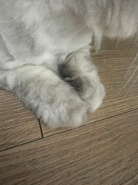 고양이 발이 부은건지 애매한데 한 번 봐주세요의 2번 째 이미지