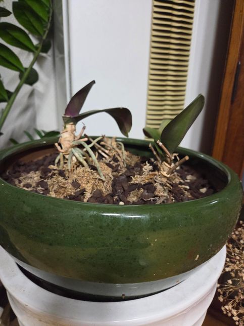 서양란 뿌리는 공기 중에 노출되어도 괜찮나요?의 0번 째 이미지