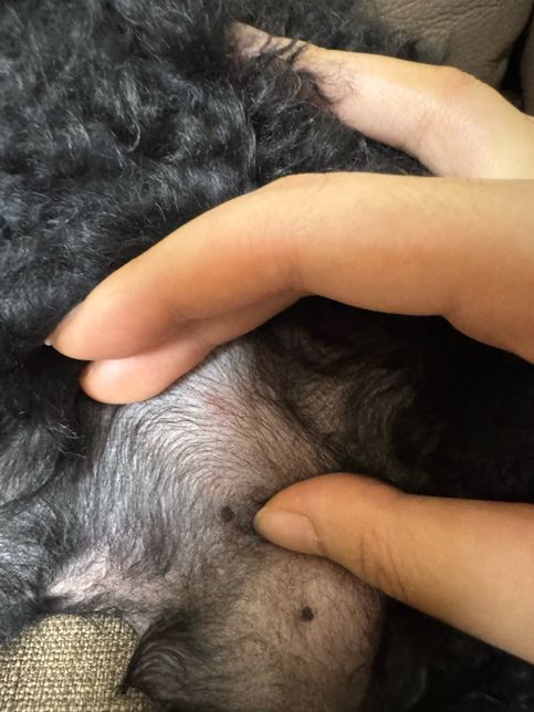 강아지 배에 뭔가 난거 같은데 무엇일까요의 0번 째 이미지