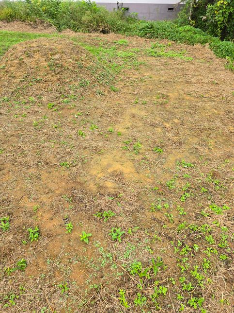 산소에 잔디 늘리는법 문의드립니다.의 0번 째 이미지