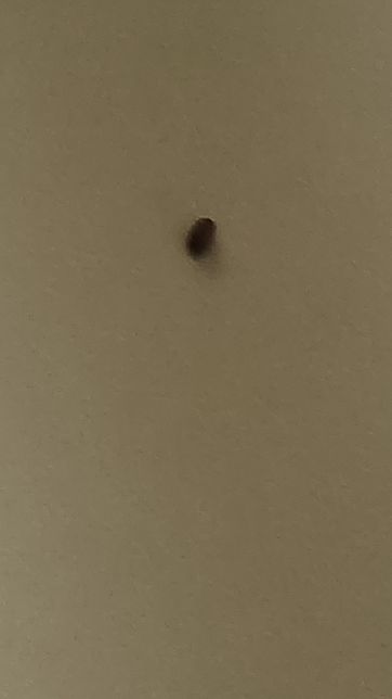 이 벌레의 정체는 무엇인가요 알려주세요의 0번 째 이미지