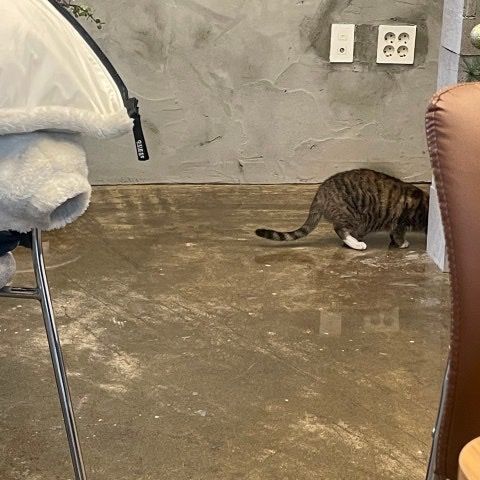 길고양이 임신한 걸까요?????????의 3번 째 이미지