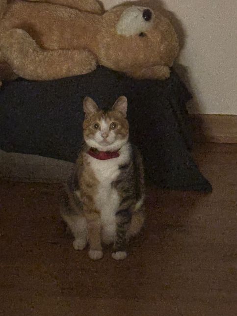 고양이가 자꾸 이렇게 쳐다봐요…왜이럴까요의 2번 째 이미지