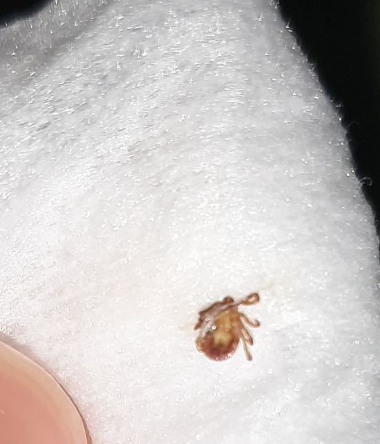 강아지가 산에가서 물렸는데 살인진드기인가요?의 0번 째 이미지