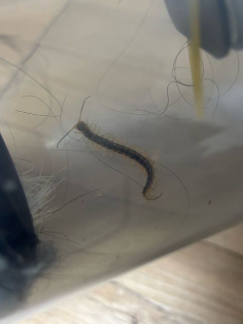 집에서 벌레가 나왔는데 이 벌레 이름이 뭔가요?의 0번 째 이미지