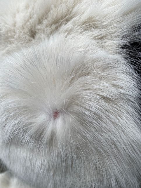 고양이 링웜인가요? 확인 부탁드려요!의 1번 째 이미지