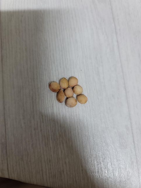 근무지에서 이런 열매를 주워왔습니다.의 0번 째 이미지