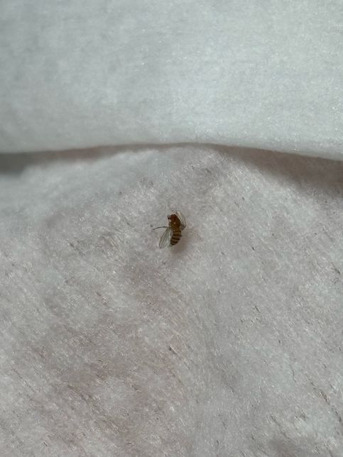 이거 무슨 벌레인가요 개짜증나요 다죽일거임의 0번 째 이미지