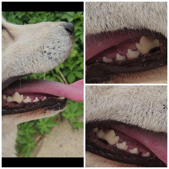 강아지 잇몸에 검은색깔이 있는데 뭘까요?의 0번 째 이미지