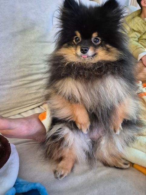 강아지 사람 처럼 앉는것 해도 되나요?의 0번 째 이미지
