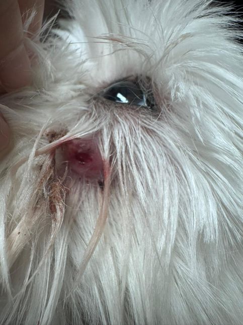 안녕하세요 강아지 말티즈 11살 얼굴 상처좀 물어볼 수 있을까요?의 1번 째 이미지