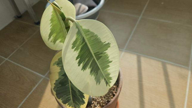 수채화고무나무 입쳐지고 입떨어진 이유의 0번 째 이미지