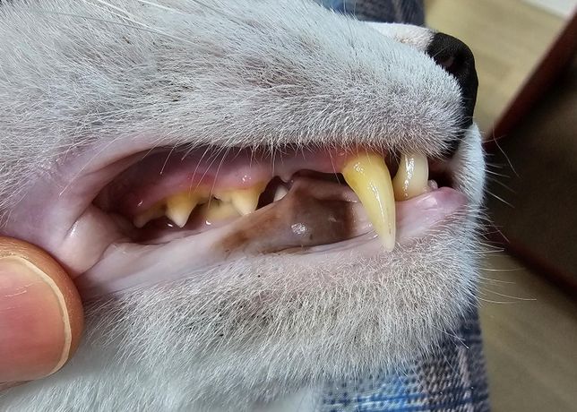 고양이 치아건강과 스케일링 필요 여부 궁금합니다의 3번 째 이미지