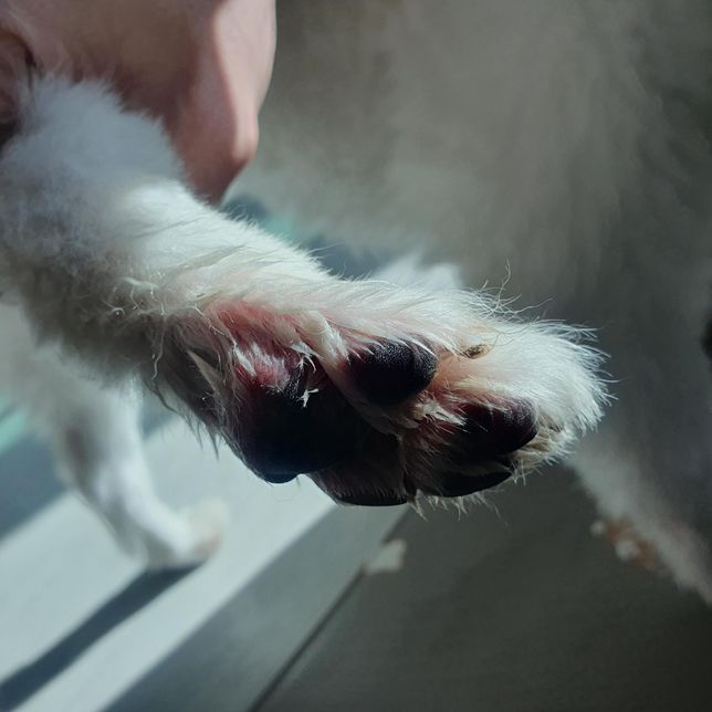 12살 스피츠가 발바닥을 너무 많이 핧아요의 1번 째 이미지