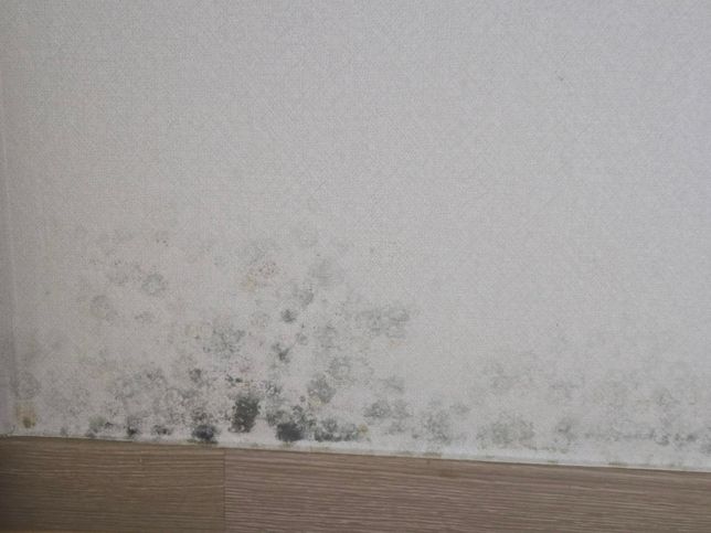 자취방에 누수로 인한 곰팡이 문제 도와주세요의 0번 째 이미지