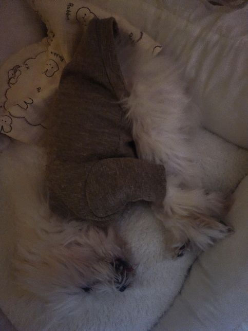 강아지가 특이한 자세로 매번 잠드는데의 0번 째 이미지