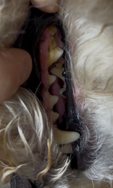 강아지 잇몸에 치석? 충치?같은게 있어요의 0번 째 이미지