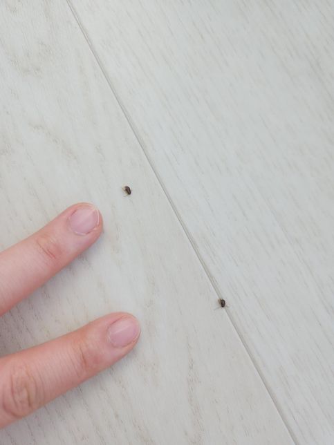 이거 무슨 벌레인가요?? 매일 창틀에 죽어잇어요..의 2번 째 이미지