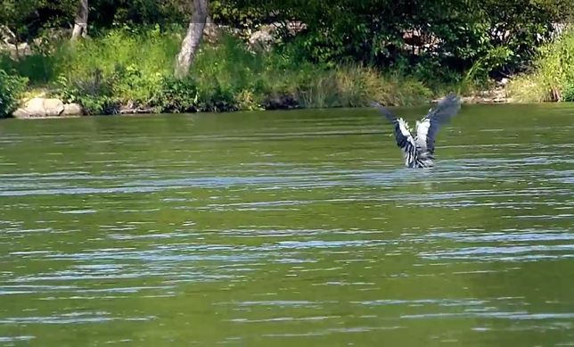 백로와 왜가리가 깊은 물에 들어가도 수영을 해서 나올 수 있을까요?의 2번 째 이미지